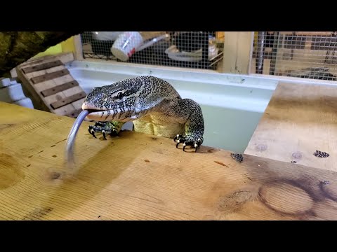 🦎 Lunch with my Nile Monitor