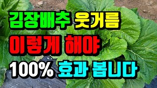 김장배추 1차웃거름 이거랑 같이줘야 효과있어요. 안주면 효과 못봅니다. 꼭 영상확인하셔서 같이주세요