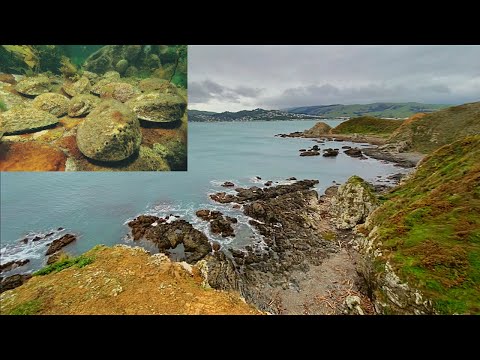 Free Diving For Paua, Kina And Other SeaFood