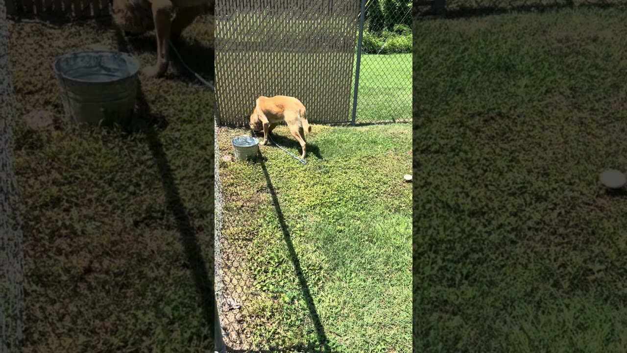 Enlarge Flash, a Adoptable German Shepherd Dog in Rocky Mount, NC video 3/3