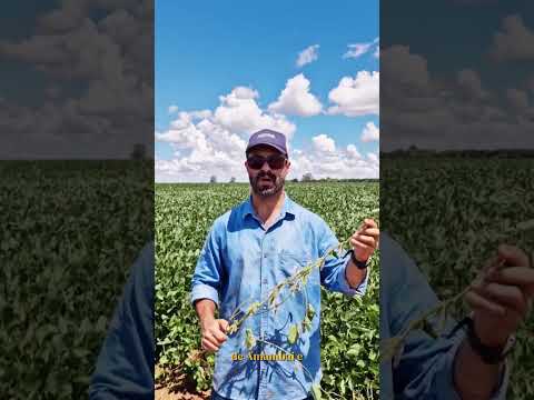 Avaliação de Lavouras de Soja em Caarapó, MS