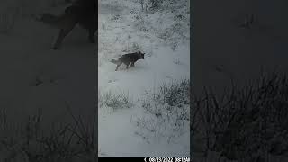 Does it snow in Australia Watch this dingo in fresh snow