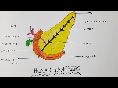 Human Pancreas drawing |How to draw human Pancreas |Human pancreas drawing step by step|Easy drawing