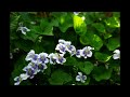 Vivaldi - Violin Concerto in A Minor, Op. 3, No. 6, RV 356- II. Largo - Jindrich Pazdera
