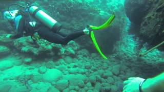 Saba Diving Tent Reef 7  Drum Fish