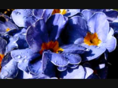 Count Basie Orchestra & Tony Bennett: Life Is A Song