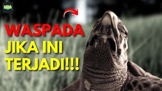 Download lagu How to deal with and characteristics of stressed turtles mp3 Download lagu How to deal with and characteristics of stressed turtles mp3