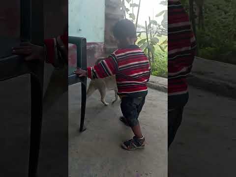 बिल्ली, चूहा शेर वाला वीडियो उत्कर्ष के साथ