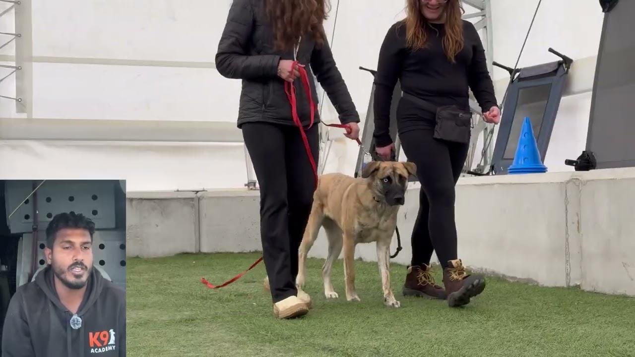 Your first group class at K9 Academy