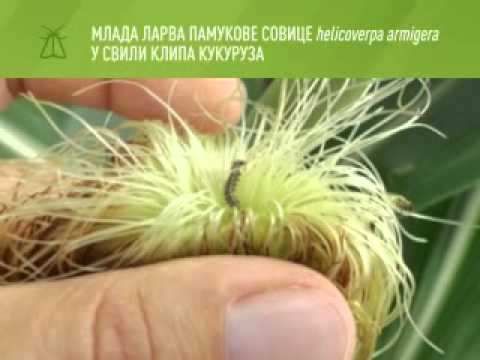 Zelena prognoza 22.8.2014. - Pamukova sovica u povrtarskim i ratarskim usevima