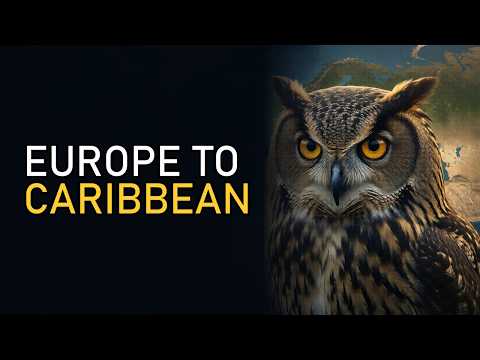 The Atlantic Crossing of Giant Owls