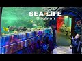 SEA LIFE BRIGHTON 2021