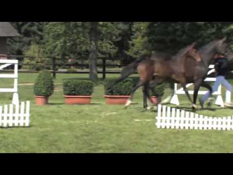 Fohlenauktion 14.09.2012 Kat. 11, HF v. Canturo-Quinar - Car