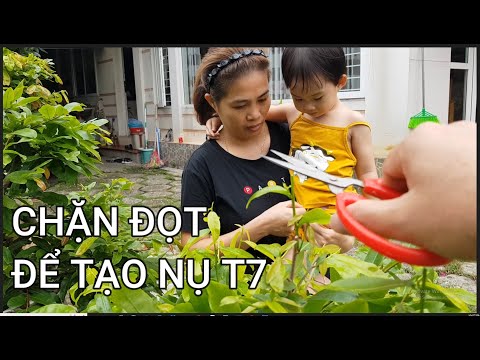 🔴 QBS22235 - CHẶN ĐỌT THÁNG 7 ÂM TẠO NỤ MAI VÀNG | CHĂM SÓC MAI VÀNG THÁNG 7 ÂM |TẠO NỤ KIM THÁNG 7