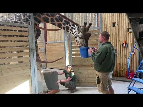 Foot x-ray training with our giraffe