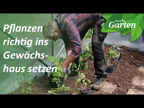 Pflanzen im Gewächshaus richtig setzen, lüften und gießen | MDR Garten