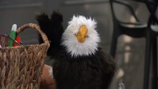 Victor's "Where's my money?!" eagle puppet show