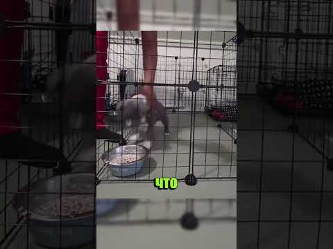 Вот чему нужно научить щенка с первых дней! 😱🐶