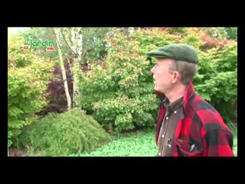 comment traiter rhododendron malade