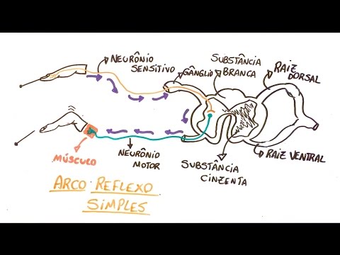 Spinal reflex (reflex arc) - Summary Professor Gustavo