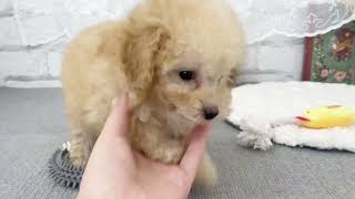 トイプードルの動画01