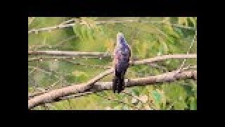 Download lagu Kicau Burung Kedasih Gacor Nangkring Di Hutan mp3 Download lagu Kicau Burung Kedasih Gacor Nangkring Di Hutan mp3