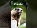Meme Esquilo Gritando E O Pix Nada Ainda