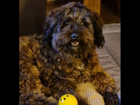 My rehomed Dogs second month highlights. He' such a different fella now