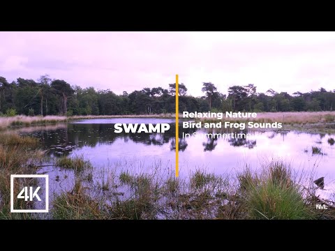 Swamp Frogs and Birds Sounds at Summer Morning - Relaxing Nature