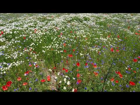 Maria Szymanowska  Etude no. 7,  in F Major, Slawomir Dobrzanski, piano