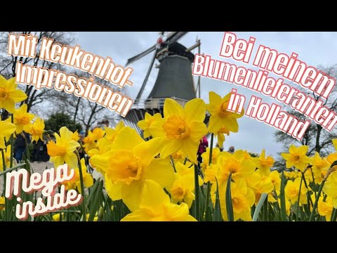 Meine Blumen aus Holland- super spannende Einblicke beim Lieferanten & Impressionen vom Keukenhof