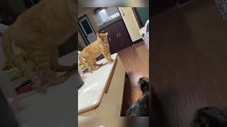 Download lagu Sama-sama jail #kucing #shorts mp3