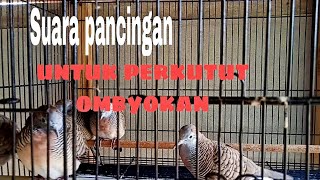 Download lagu Suara Perkutut Ombyokan Saya.Bagus Untuk Pancingan Saat Ngombyok. mp3