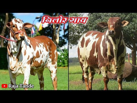 , title : 'Nelore breed cow very beautiful red white and black colors | by raja tande'