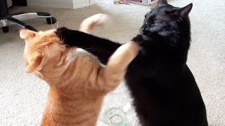 EPIC Cat Fight Compilation!