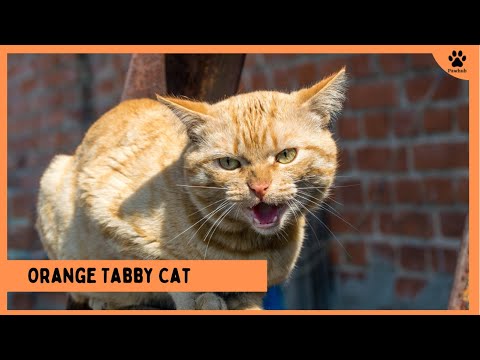 Orange Tabby Cat Everything you need to know