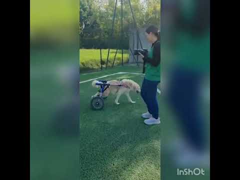 Video di MOIRA