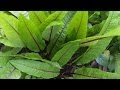Growing More Perennial Vegetables And Herbs