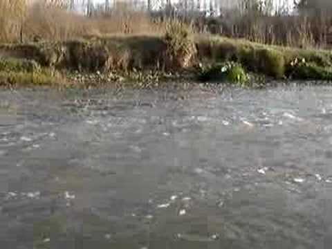 EL RIU LLOBREGAT AL SEU PAS PER CORBERA