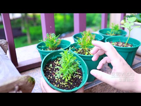 瑪格麗特不開花