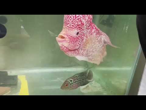 gold level 12 inch gb breeding  pair with kml