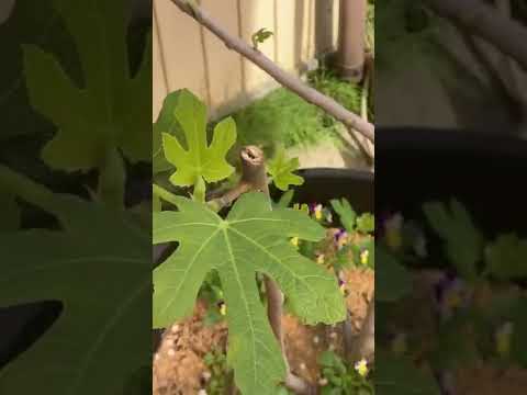 背が高すぎるイチジクの木を剪定するにはどうすればよいですか？簡単なヒントに従ってください。  庭園