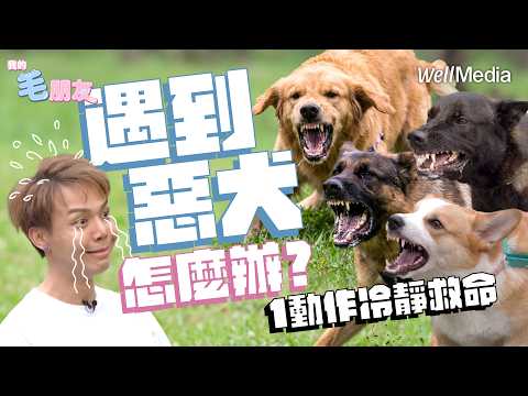 路上遇到惡犬追趕怎麼辦？專家示範：這一個動作救命又冷靜！【我的毛朋友】EP7