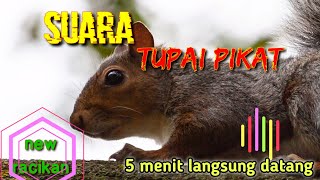 Download lagu new!Suara pikat tupai ampuh/short# mp3