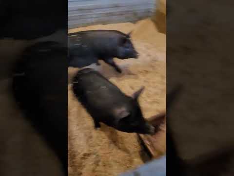 Впервые пробую подстилку ДРОП-У вроде как хвалят, решила попробовать. Может кто ей пользовался?