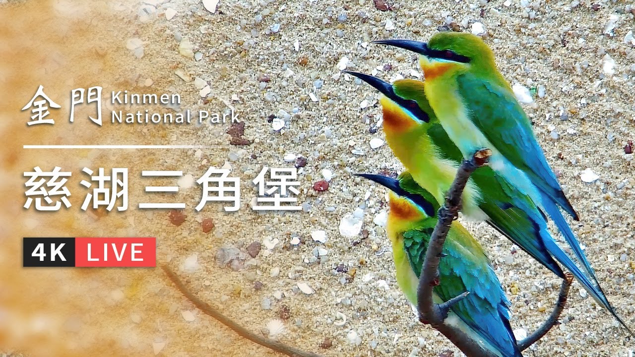 Live webcam view of Cihu Blue-tailed Bee-eater Colony