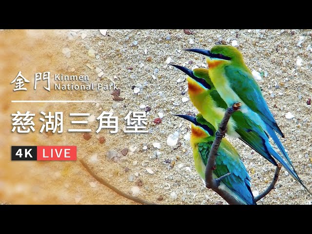 金門｜栗喉蜂虎營巢地即時影像｜慈湖三角堡｜栗喉蜂虎即時鳥況