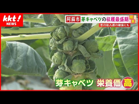 芽キャベツ:カロリーと栄養価が一目でわかる 植物