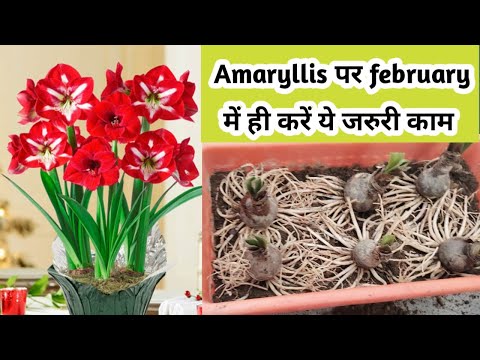 Amaryllis Lily Plant February Care to boost the plant for bumper Flowering/Fertilizer/Bulb Repotting