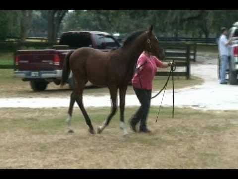 Diarado colt, Diabolical C, in Florida